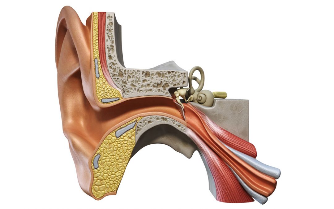 Das Ohr – ein intelligentes System